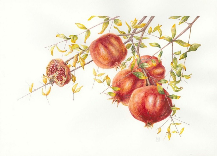 Punica granatum Pomegranates.   Mary Dillon