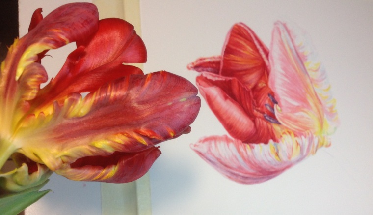 Painting Tulipa 'Rococo' MD