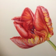 Tulipa rococco Mary Dillon